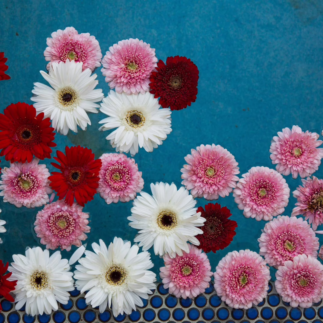 Floating gerbera flowers in a pool creating a romantic wedding floral installation by Miss Daisy Flowers in Las Vegas.
